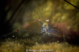 Transparent glass shrimp close up_Jan 2024
(Canon100,1/2... by Antonio Venturelli 
